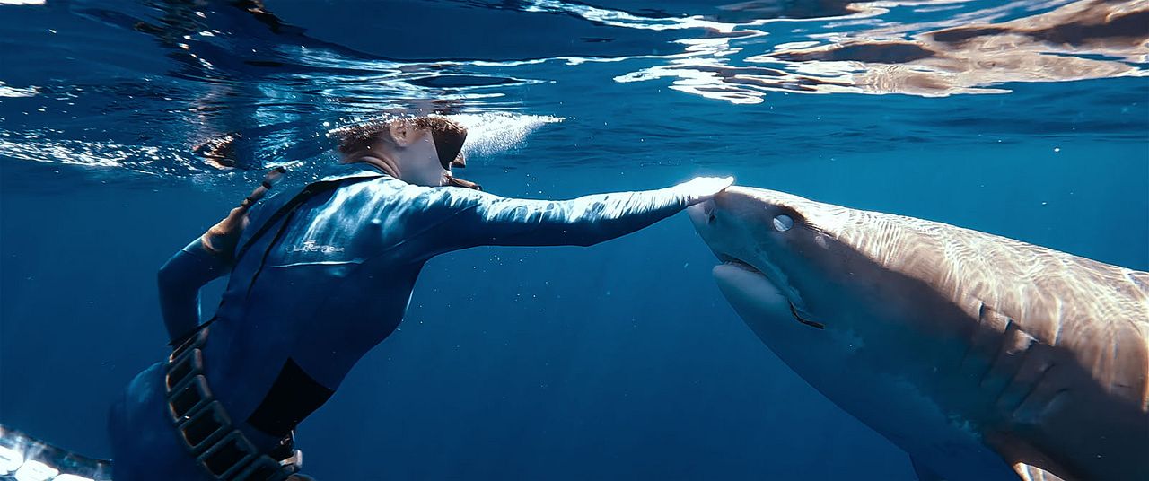 En paix avec les requins : Photo
