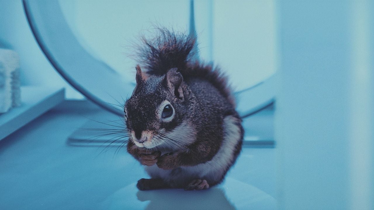 Orava : Photo
