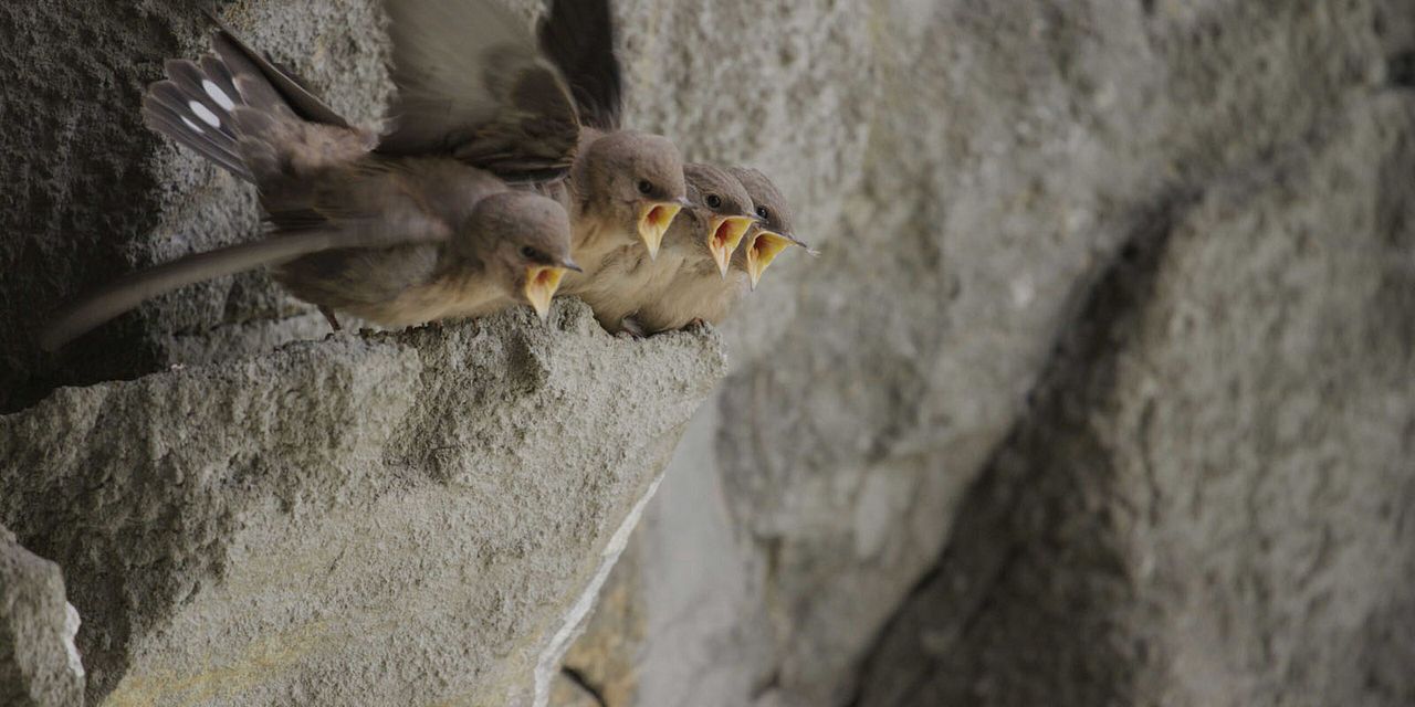 Le Temps des animaux : Photo