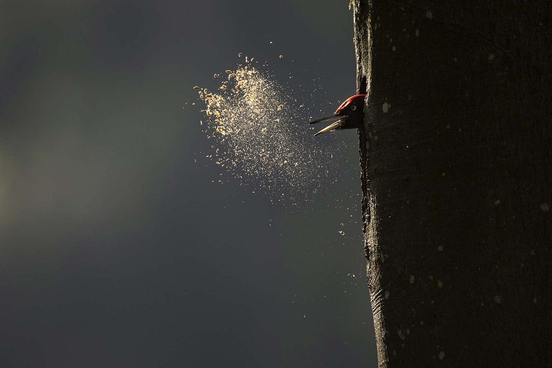 Le Chant des forêts : Photo
