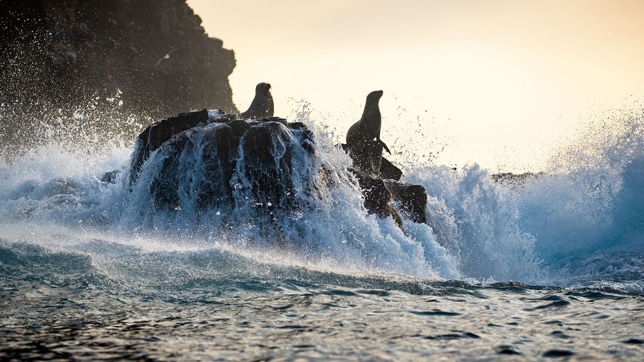Otaries des Galápagos : Photo