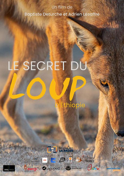 Le Secret du Loup d’Éthiopie : Affiche