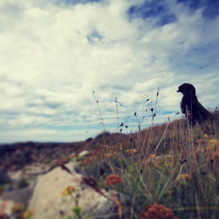 Le Bonheur est une bête sauvage : Photo