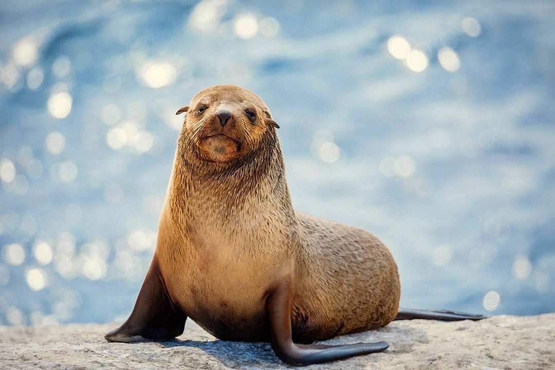 La Vie secrète des animaux : Photo