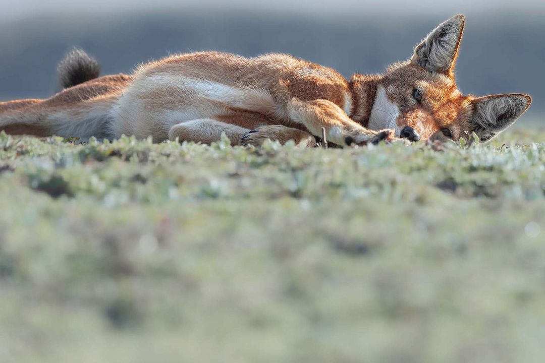 Le Secret du Loup d’Éthiopie : Photo