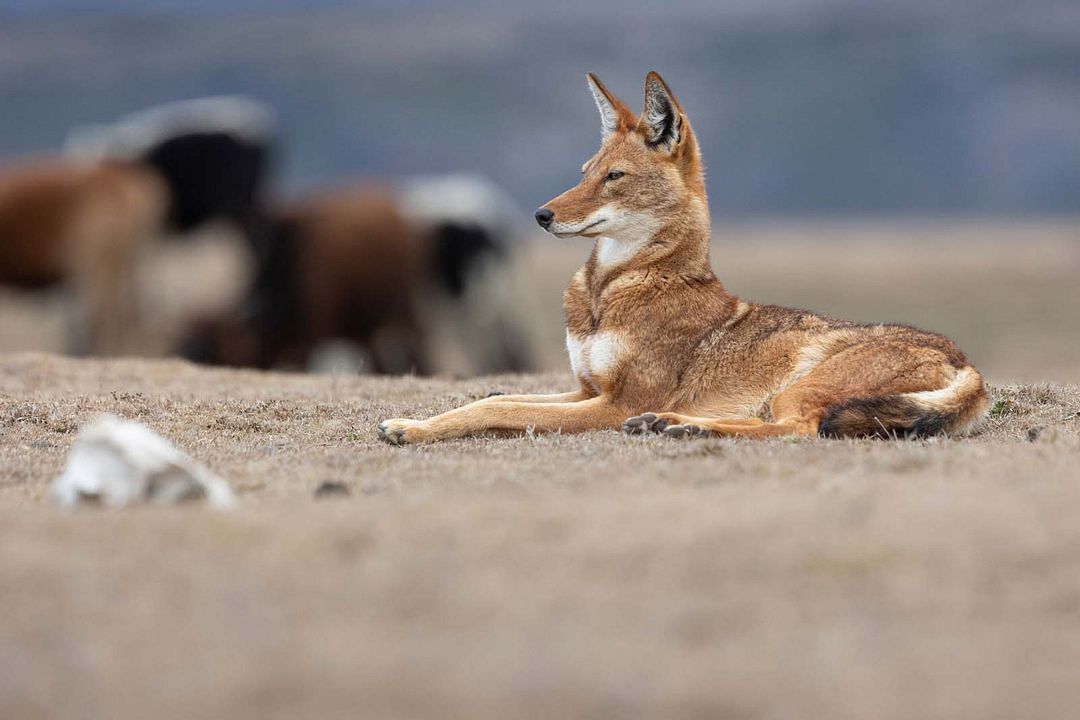 Le Secret du Loup d’Éthiopie : Photo