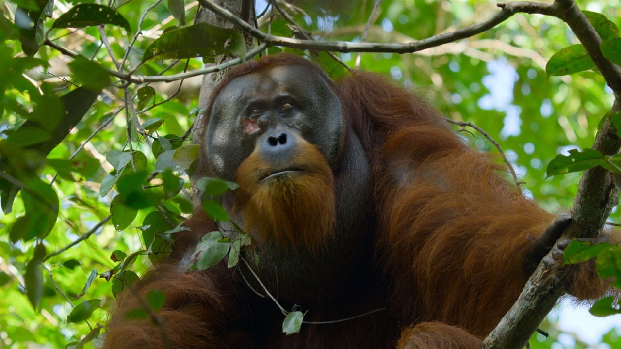 La Vie Secrète des Orangs-Outans : Photo