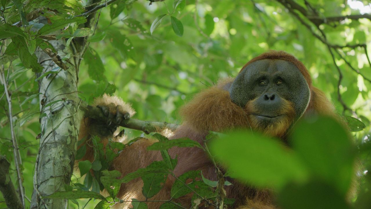 La Vie Secrète des Orangs-Outans : Photo