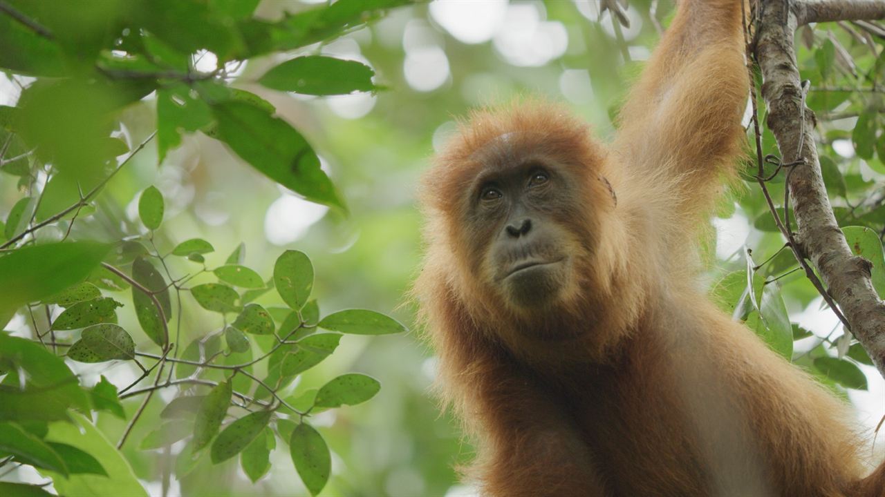 La Vie Secrète des Orangs-Outans : Photo