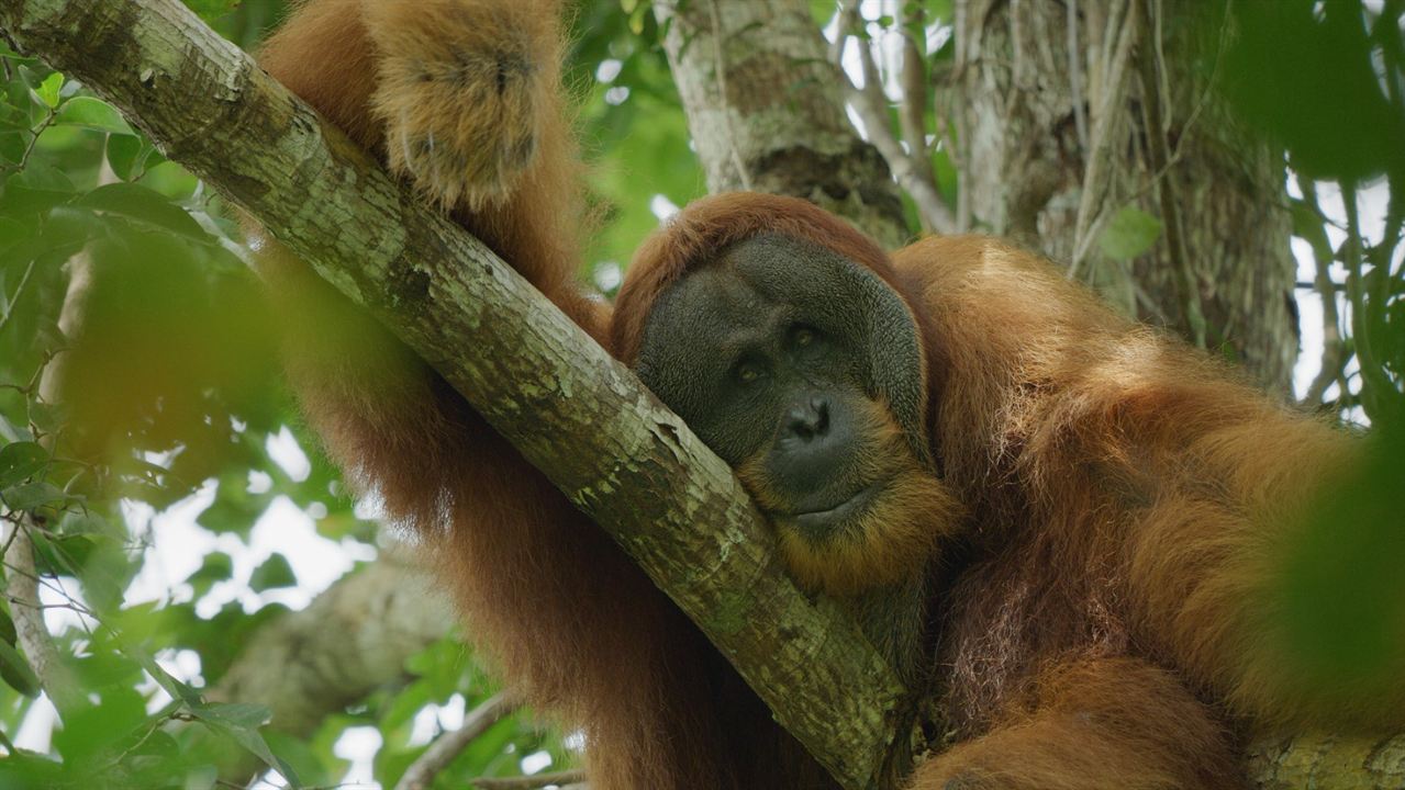 La Vie Secrète des Orangs-Outans : Photo