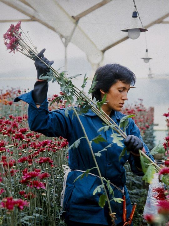 Amour, femmes et fleurs : Affiche
