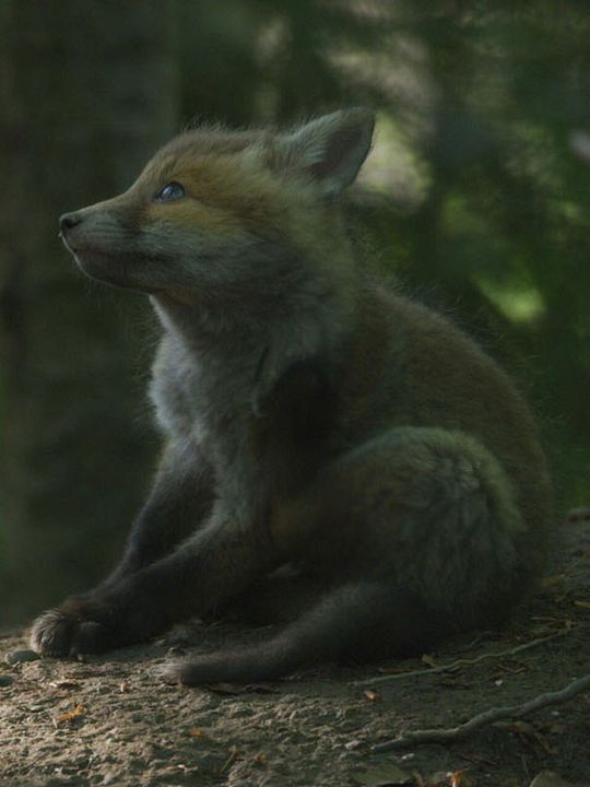 Le Temps des animaux : Affiche