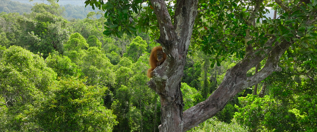 La Vie Secrète des Orangs-Outans : Photo