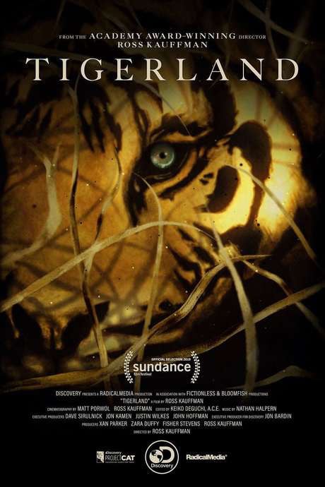 Tigerland : le dernier espoir du tigre : Affiche