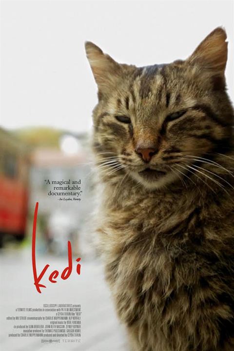Kedi - Des chats et des hommes : Affiche