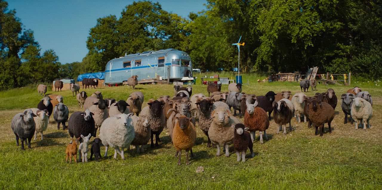 Les Moutons Détectives : Photo