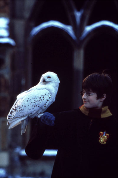 Harry Potter à l'école des sorciers : Photo Daniel Radcliffe