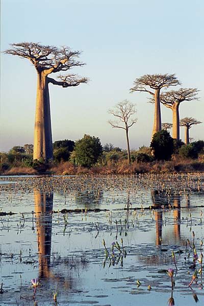 Arbres : Photo