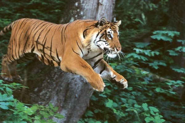 L'Inde, royaume du tigre : Photo Bruce Neibaur