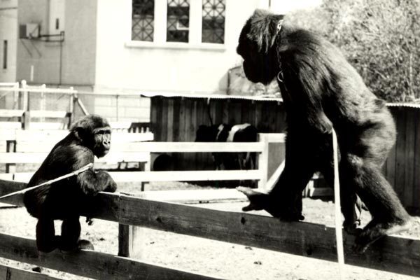 Koko, le gorille qui parle : Photo Barbet Schroeder