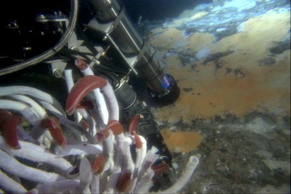 Aliens of the Deep : Photo