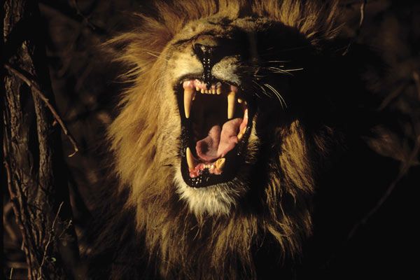 Lions, combat de rois au Kalahari : Photo Tim Liversedge