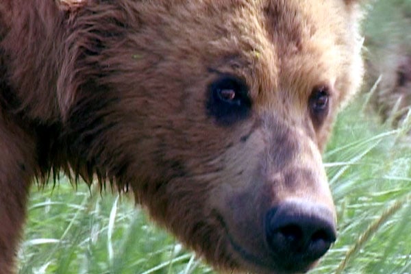 Grizzly Man : Photo