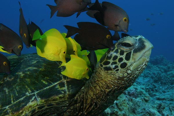 Deep Sea dansons sous la mer : Photo Howard Hall