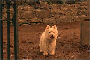 The Adventures Of Greyfriars Bobby : Photo