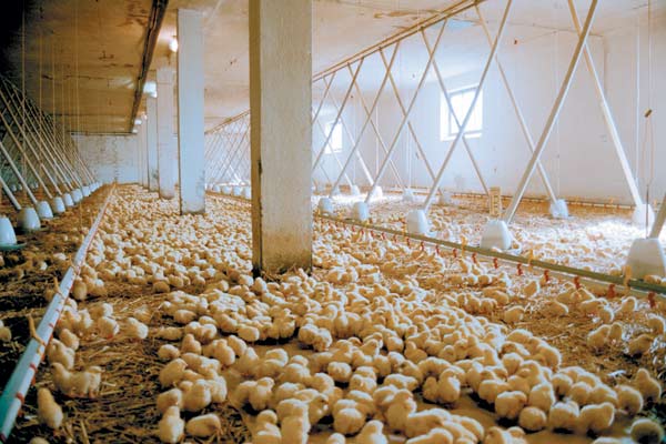 We Feed the World - le marché de la faim : Photo Erwin Wagenhofer