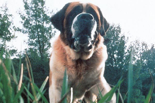 Cujo : Photo Lewis Teague