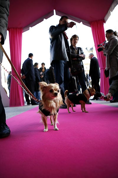 Le Chihuahua de Beverly Hills : Photo Raja Gosnell