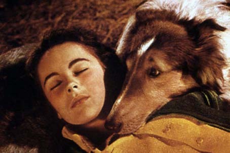 Le Courage de Lassie : Photo Fred M. Wilcox, Elizabeth Taylor