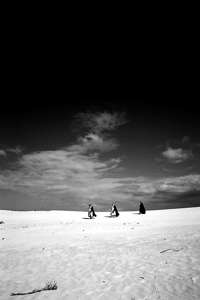 Le Chant des oiseaux : Photo Albert Serra