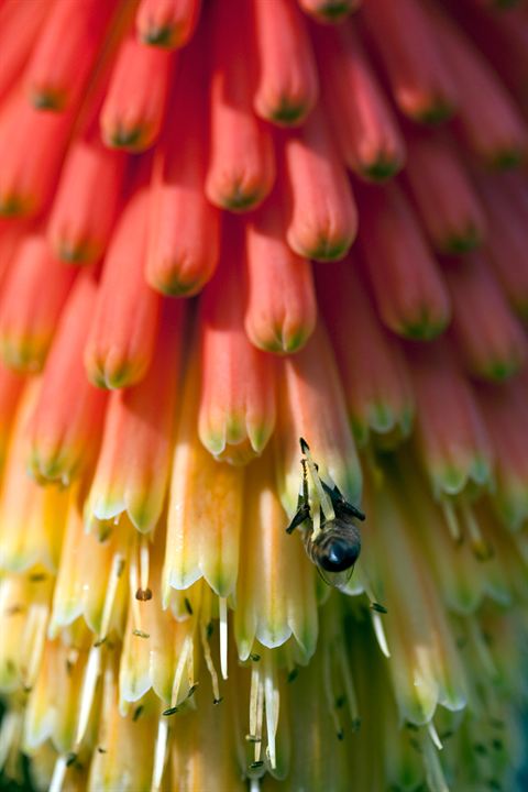 Pollen : Photo Louie Schwartzberg