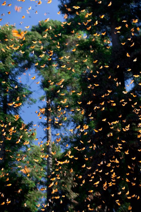 Pollen : Photo Louie Schwartzberg