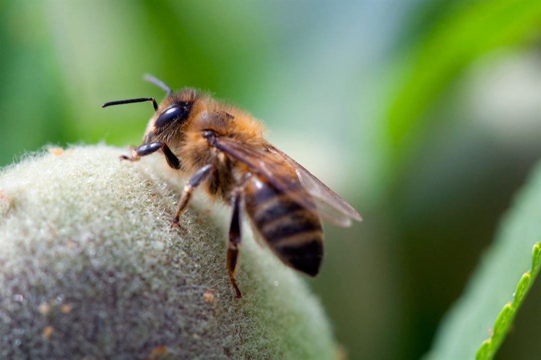 Pollen : Photo Louie Schwartzberg