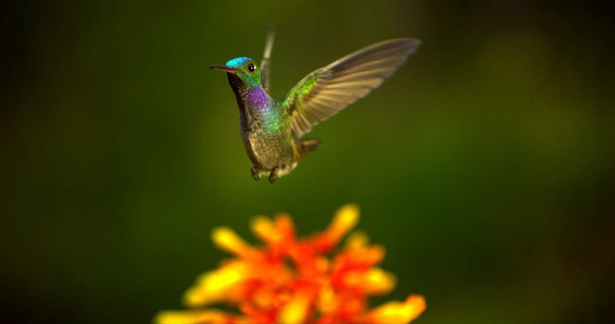 Pollen : Photo Louie Schwartzberg