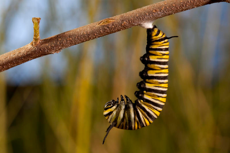 Pollen : Photo Louie Schwartzberg