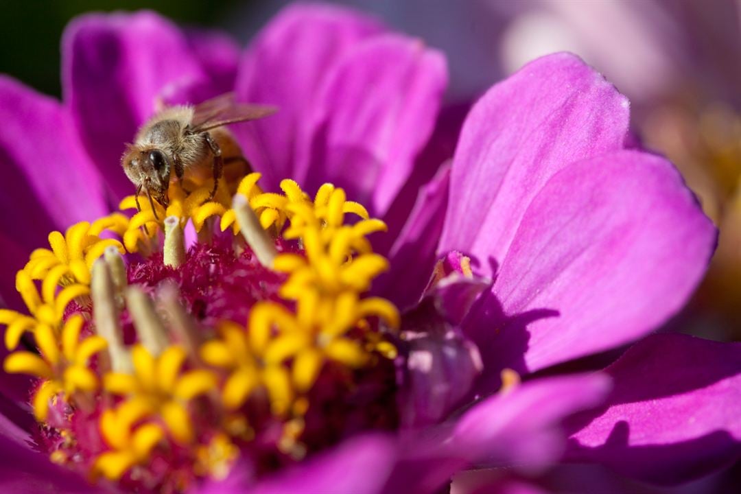 Pollen : Photo Louie Schwartzberg