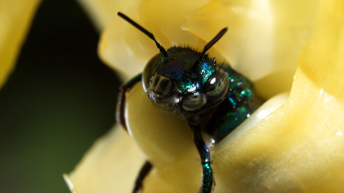 Pollen : Photo Louie Schwartzberg