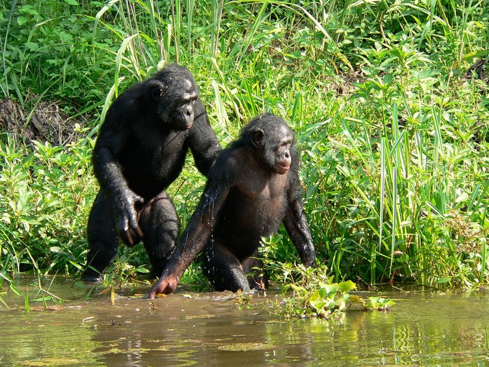 Bonobos : Photo Alain Tixier