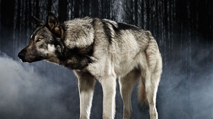 Riese: Kingdom Falling : Photo