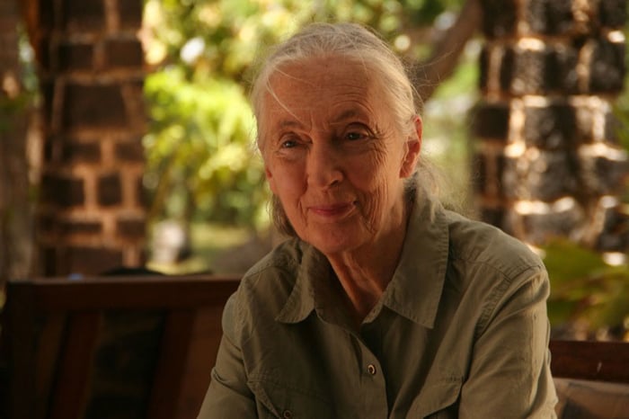 Jane Goodall : retour à Gombe : Photo