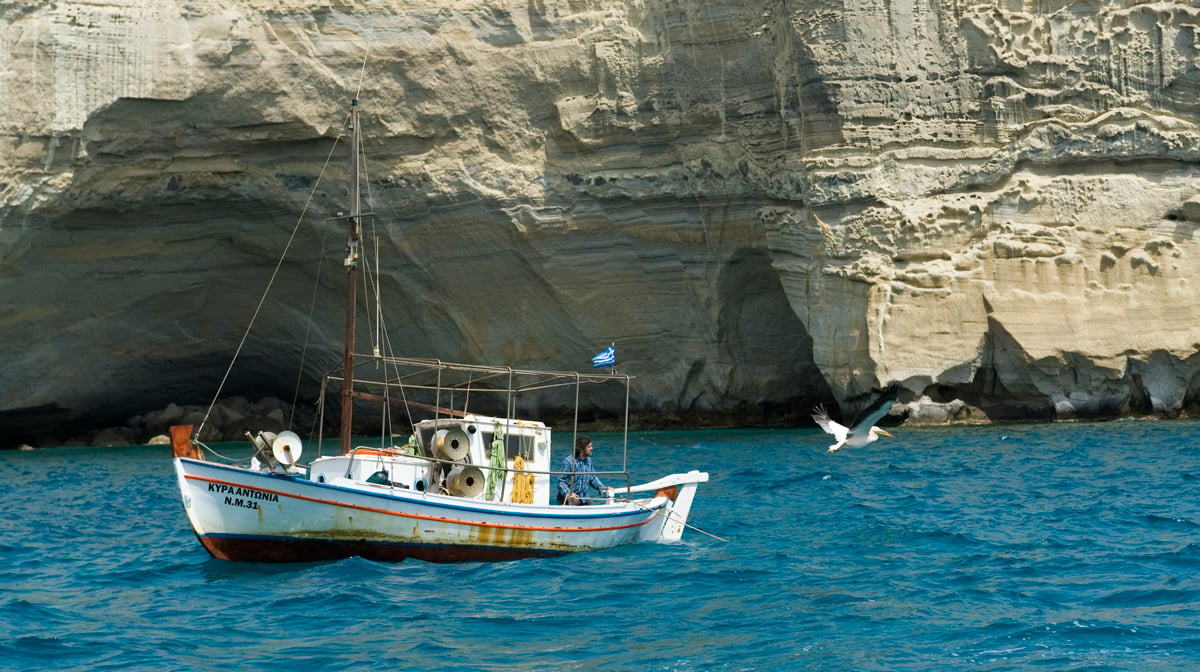 Nicostratos le pélican : Photo Olivier Horlait