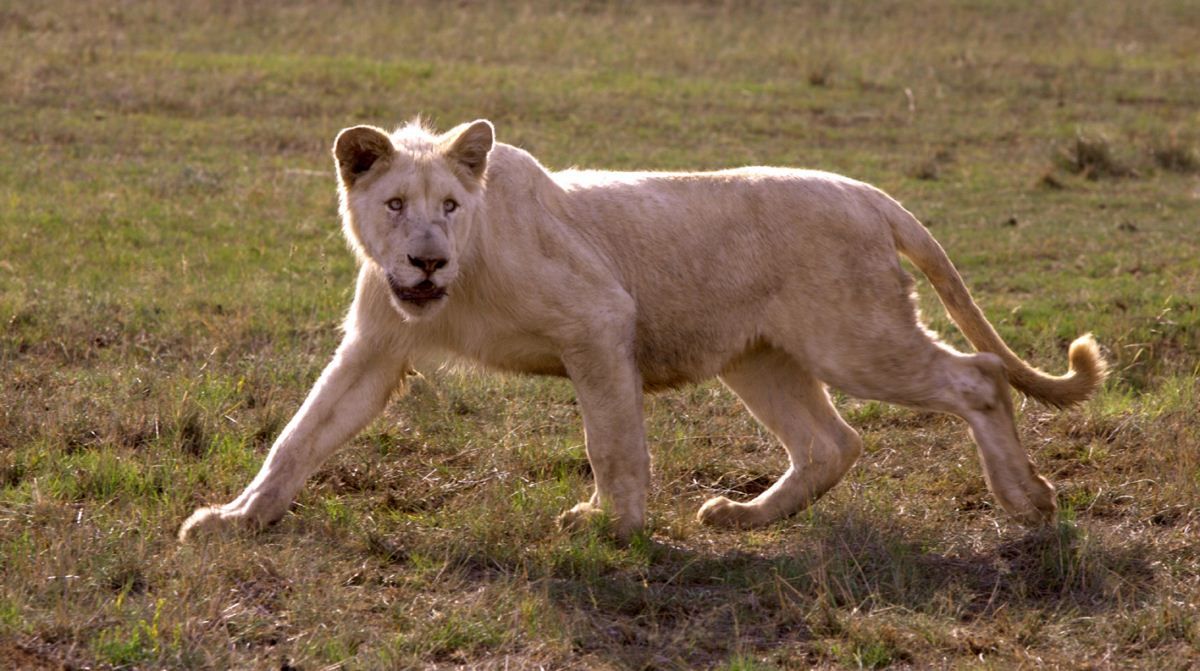 White Lion : Photo