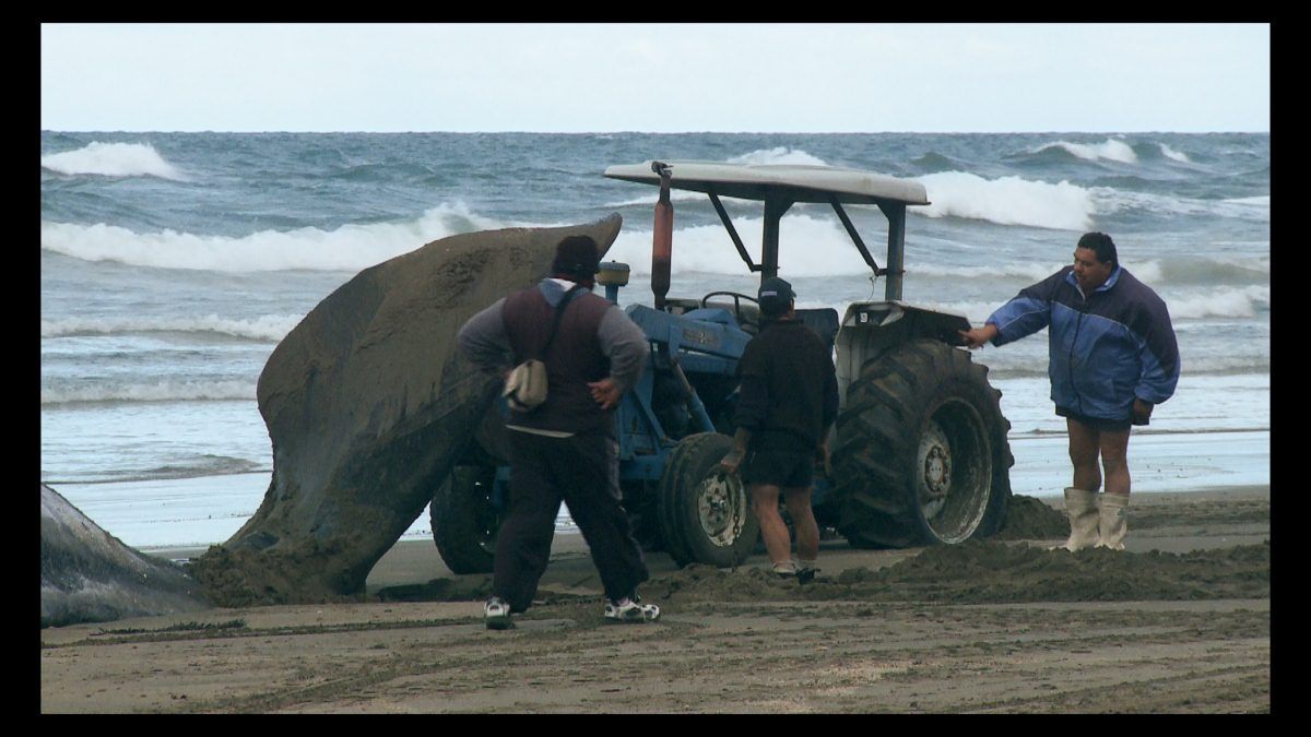 ¡Vivan las Antipodas! : Photo