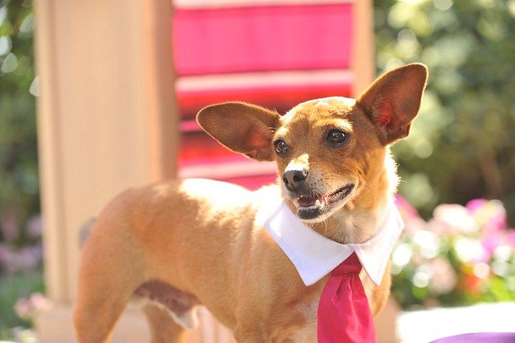 Le Chihuahua de Beverly Hills 3 : Viva La Fiesta ! : Photo