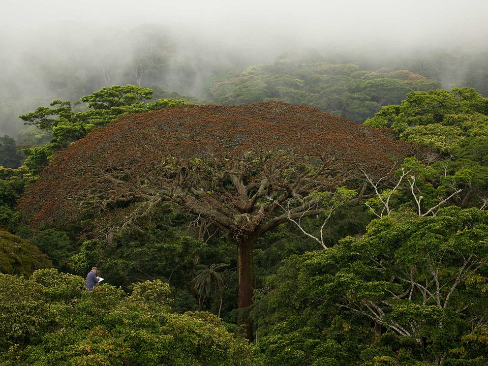 Il était une forêt : Photo
