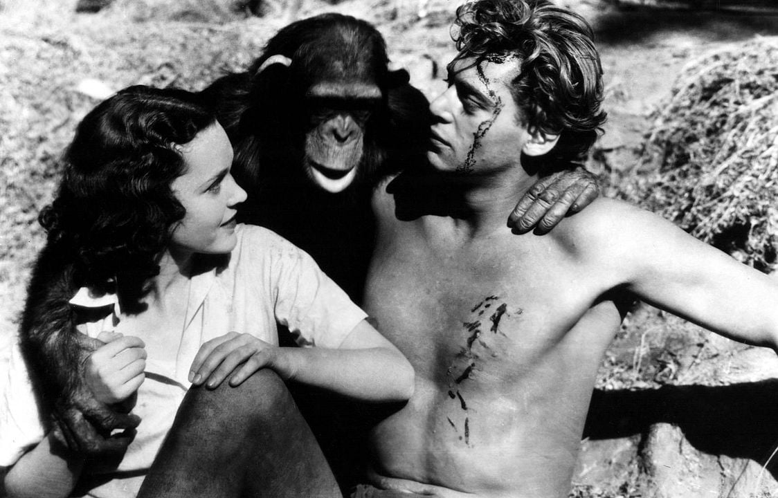 Cheeta L Indefectible Chimpanze Compagnon De Route De Tarzan Allocine Cheeta L Indefectible Chimpanze Compagnon De Route De Tarzan Allocine
